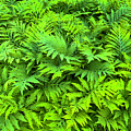 Ferns in the Forest by Patty Colabuono