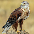 Ferruginous Hawk by Dawn Key