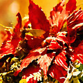 Festive Red - Happy Holidays Digital Art by Tatiana Travelways Festive Red - Happy Holidays Digital Art by Tatiana Travelways