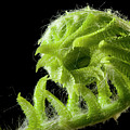 Fiddlehead by Melissa Southern