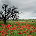 Field full of red beautiful poppy anemone flowers and a lonely dry tree. Spring time, spring landscape Cyprus. Photograph by Michalakis Ppalis Field full of red beautiful poppy anemone flowers and a lonely dry tree. Spring time, spring landscape Cyprus. Photograph by Michalakis Ppalis