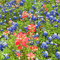 Field Of Bluebonnets And Indian Paintbrush Texas Hill Country Photograph by Dave Welling Field Of Bluebonnets And Indian Paintbrush Texas Hill Country Photograph by Dave Welling