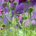 Field of Dreams by Gina Harrison