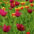 Field of Dreams by Kathi Isserman