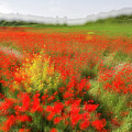 Field of Poppies 1 by Dubi Roman