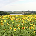 Field Of Sunshine Photograph by Lens Art Photography By Larry Trager Field Of Sunshine Photograph by Lens Art Photography By Larry Trager