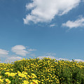 Field with yellow marguerite daisy blooming flowers against and blue cloudy sky. Spring landscape nature background Photograph by Michalakis Ppalis Field with yellow marguerite daisy blooming flowers against and blue cloudy sky. Spring landscape nature background Photograph by Michalakis Ppalis