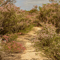 Fields of Flowers by Werner Padarin