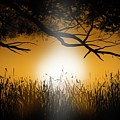 Fields of Gold by Mark Taylor