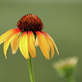 Fiery Coneflower Photograph by Lens Art Photography By Larry Trager Fiery Coneflower Photograph by Lens Art Photography By Larry Trager