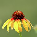 Fiesta Coneflower Photograph by Lens Art Photography By Larry Trager Fiesta Coneflower Photograph by Lens Art Photography By Larry Trager