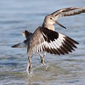 Fight between Two Willets Photograph by Mingming Jiang Fight between Two Willets Photograph by Mingming Jiang