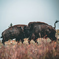Fighting Bison Photograph by William Boggs Fighting Bison Photograph by William Boggs