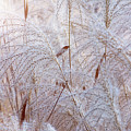 Fine grass with flares. Photograph by Bernhard Schaffer Fine grass with flares. Photograph by Bernhard Schaffer