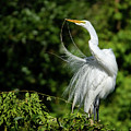 Fine Preening by Jim Miller