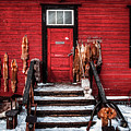 Finnish Red in Winter Photograph by Philippe Sainte-Laudy Finnish Red in Winter Photograph by Philippe Sainte-Laudy