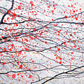 Fire Blossom Tree 6 by Dorit Fuhg