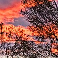 Fire in The Sky by Anna Adams