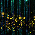 Fireflies in the Night Forest Photograph by Hiroya Minakuchi Fireflies in the Night Forest Photograph by Hiroya Minakuchi
