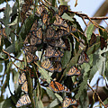 First Cluster 8691 by Craig Corwin