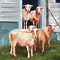 First Impressions  by Lisa Burlinson
