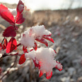 First Snow On Wild Rose Leaves Photograph by Karen Rispin First Snow On Wild Rose Leaves Photograph by Karen Rispin