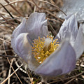 First Spring Crocus And Snow Photograph by Karen Rispin First Spring Crocus And Snow Photograph by Karen Rispin