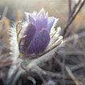 First Spring Prairie Crocus Flower Photograph by Karen Rispin First Spring Prairie Crocus Flower Photograph by Karen Rispin