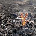 First Sprouts In Spring Photograph by Karen Rispin First Sprouts In Spring Photograph by Karen Rispin