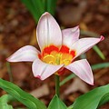 First Tulip 2025 by Kathi Isserman
