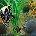 Fish by Andrei Bin Ay Fish by Andrei Bin Ay