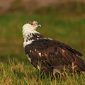 Fishing Eagle Eye by Kathi Isserman