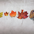 Five Autumn Leaves Photograph by Scott Norris Five Autumn Leaves Photograph by Scott Norris