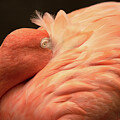 Flamingo by Minnie Gallman