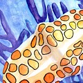 Flamingo Tongue Snail Shell Painting by Carlin Blahnik CarlinArtWatercolor Flamingo Tongue Snail Shell Painting by Carlin Blahnik CarlinArtWatercolor