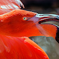 Pink Flamingo Photograph by WAZgriffin Digital Pink Flamingo Photograph by WAZgriffin Digital