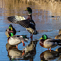 Flaping Our Wings - Mallard Ducks Photograph by Louis Dallara Flaping Our Wings - Mallard Ducks Photograph by Louis Dallara