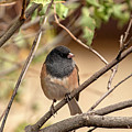 Flashy Little Sparrow Photograph by Laura Putman Flashy Little Sparrow Photograph by Laura Putman