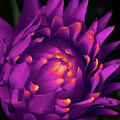Fleur-De-Lisa Photograph by Mark Rogers Fleur-De-Lisa Photograph by Mark Rogers