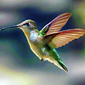 Flight of the Hummingbird Photograph by Michael Frank Flight of the Hummingbird Photograph by Michael Frank