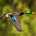 Flight of the Mallard by William Jobes
