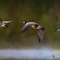 Flight Path Photograph by Endre Balogh