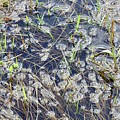 Flood puddles Photograph by Nicola Finch Flood puddles Photograph by Nicola Finch