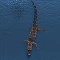 Florida Aligator 2 Photograph by Larry Marshall Florida Aligator 2 Photograph by Larry Marshall