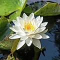 Florida Flowers - Naples Fragrant Water-lily by Ronald Reid