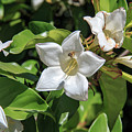 Florida Flowers - Naples White Bladder Flower by Ronald Reid