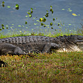 Florida Gator 2 Photograph by Larry Marshall