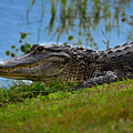 Florida Gator 3 Photograph by Larry Marshall Florida Gator 3 Photograph by Larry Marshall