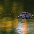 Florida Gator 4 Photograph by Larry Marshall Florida Gator 4 Photograph by Larry Marshall