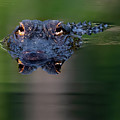Florida Gator 5 Photograph by Larry Marshall Florida Gator 5 Photograph by Larry Marshall